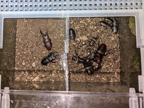 採れたクワガタ・カブトムシ